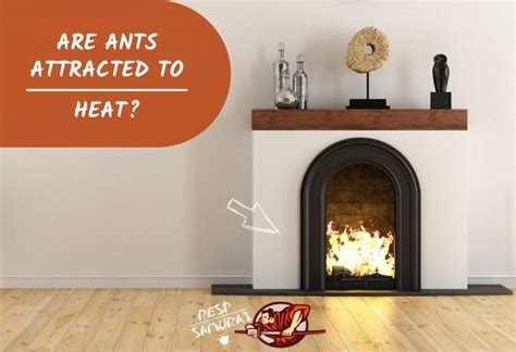 Are Ants Attracted To Heat .